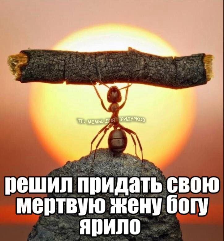 тг: мемы для придурков
