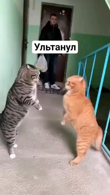 серый Росси рыжый Украина