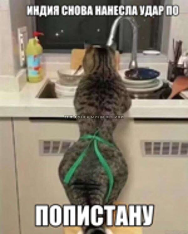 тгк: супер мили котики