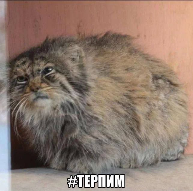 #terpim