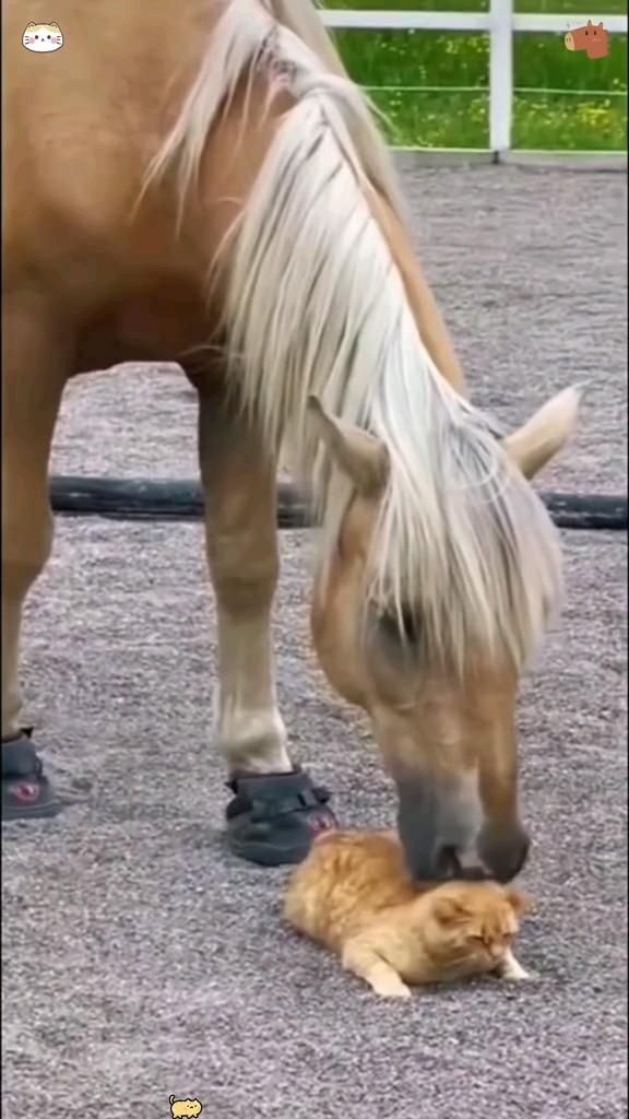 Коты и кони 💛