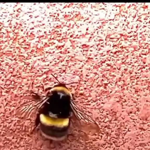 у пчелы туса