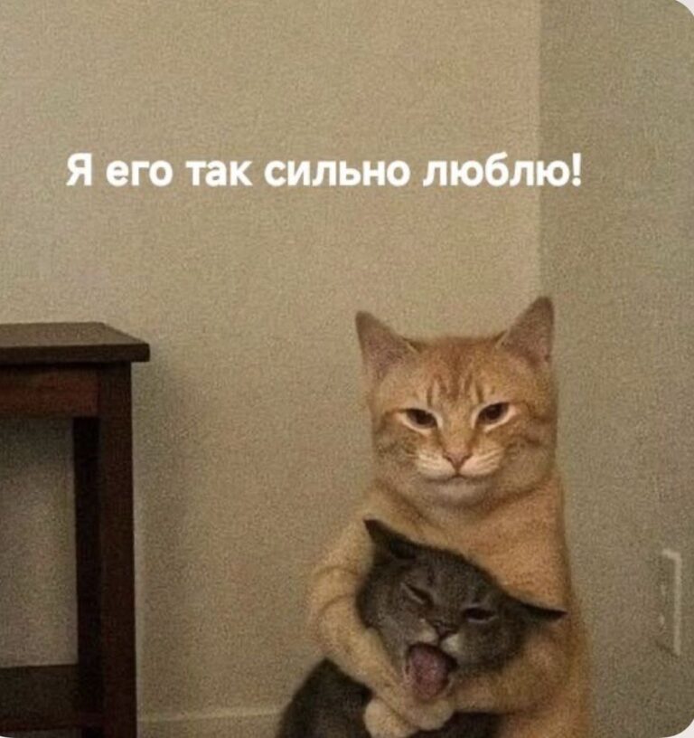 Котики обожаю☺️🐈🐈‍⬛