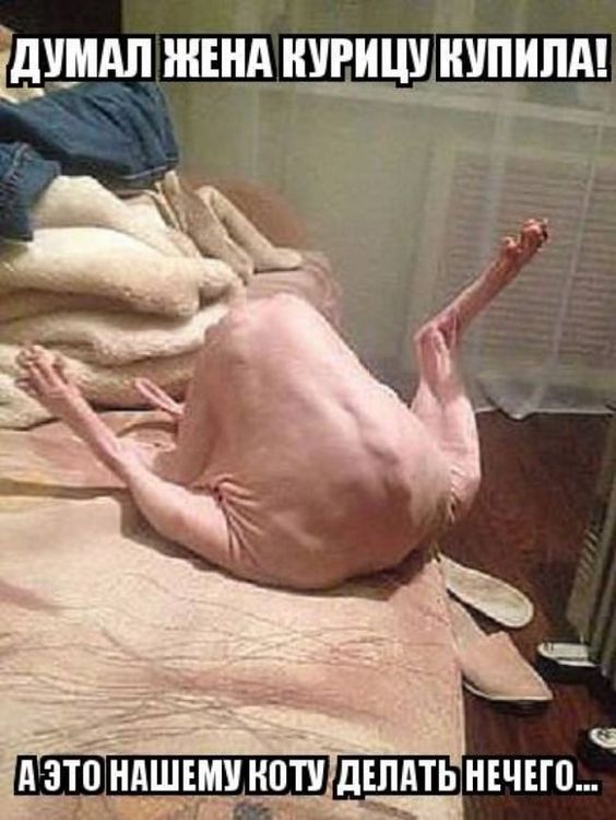 юмор очень смешно 764