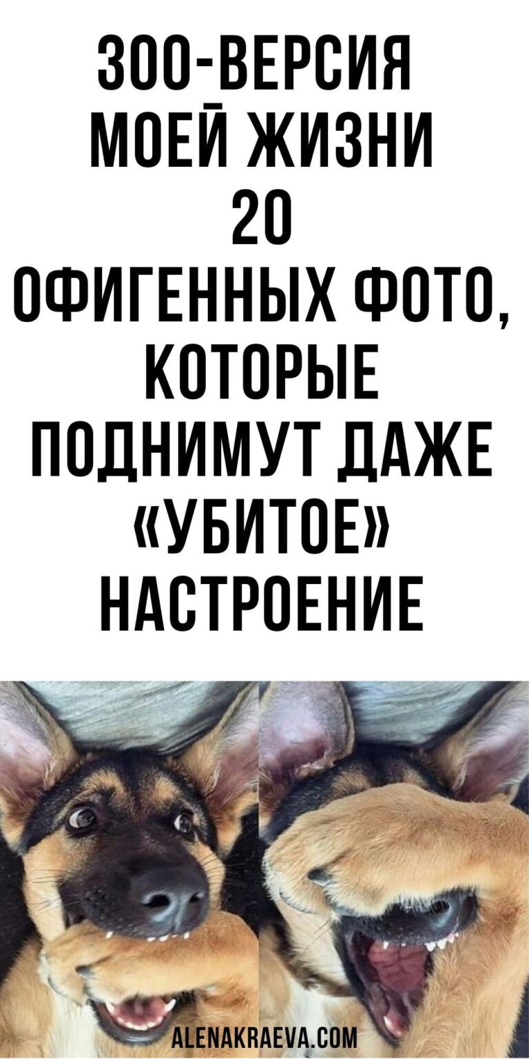 Зоо-версия моей жизни. 20 офигенных фото, которые поднимут даже «убитое» настроение, юмор | alenakra