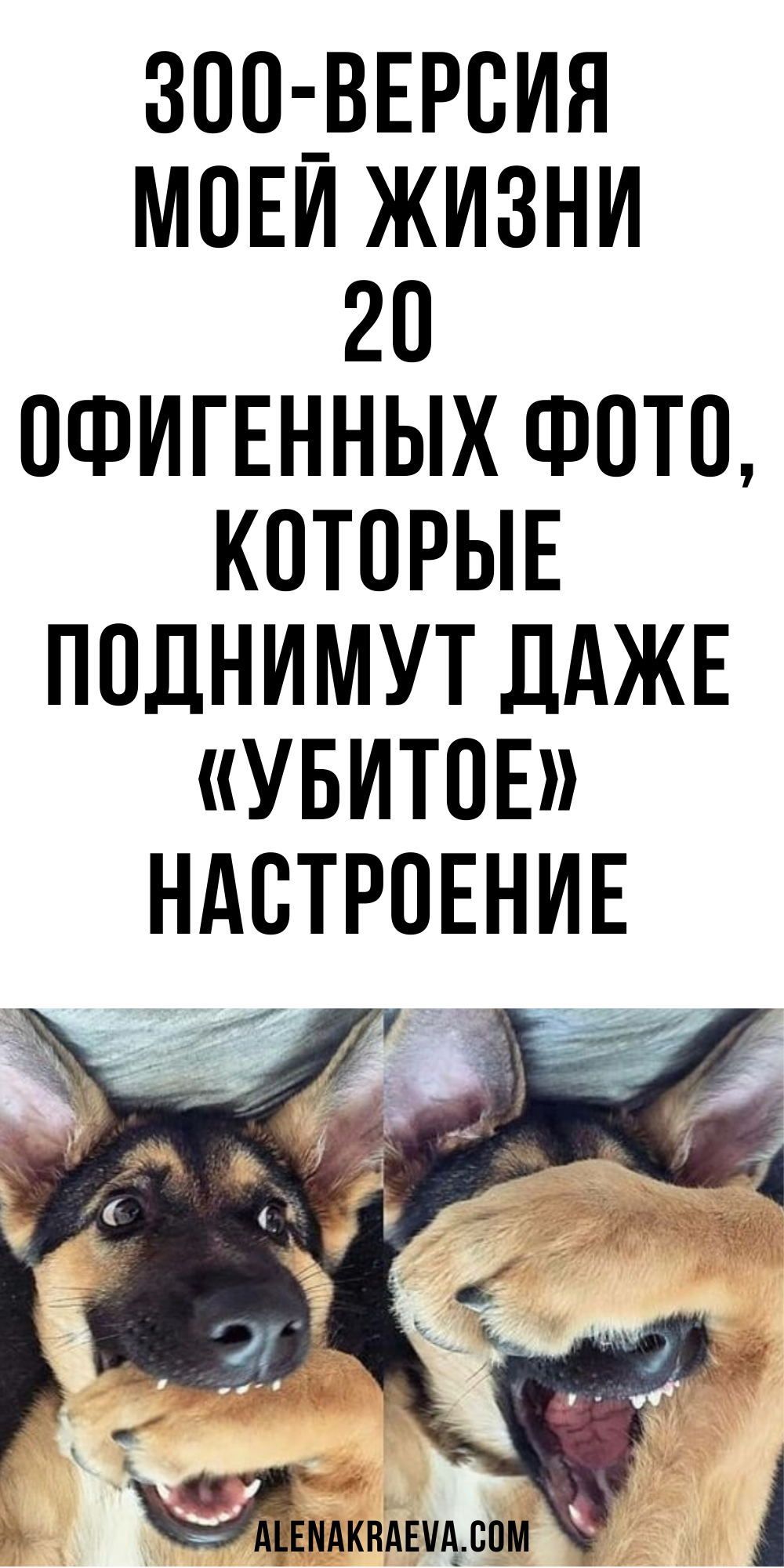 Зоо-версия моей жизни. 20 офигенных фото, которые поднимут даже «убитое» настроение, юмор | alenakra