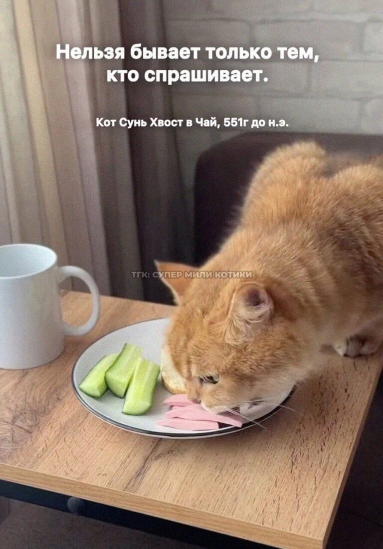 тгк: супер мили котики