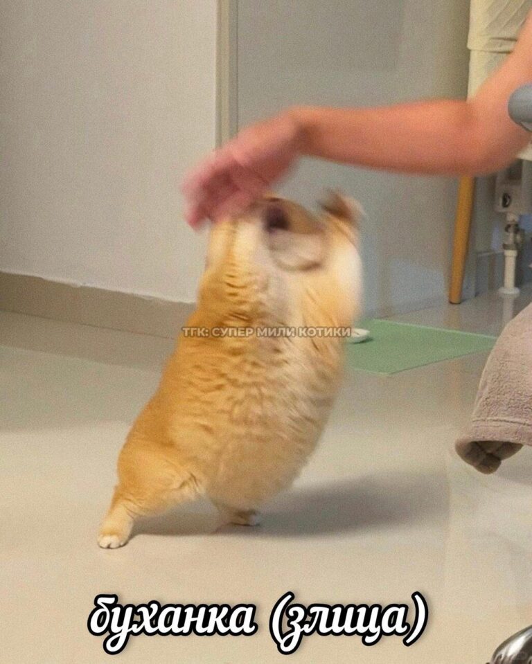 тгк: супер мили котики