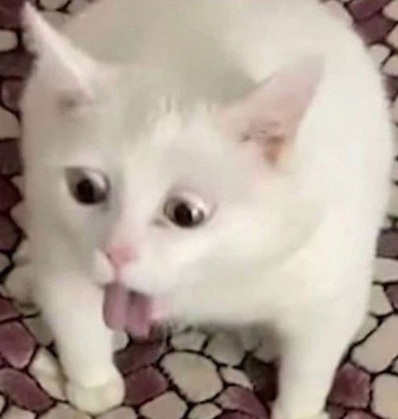 милые смешные котики