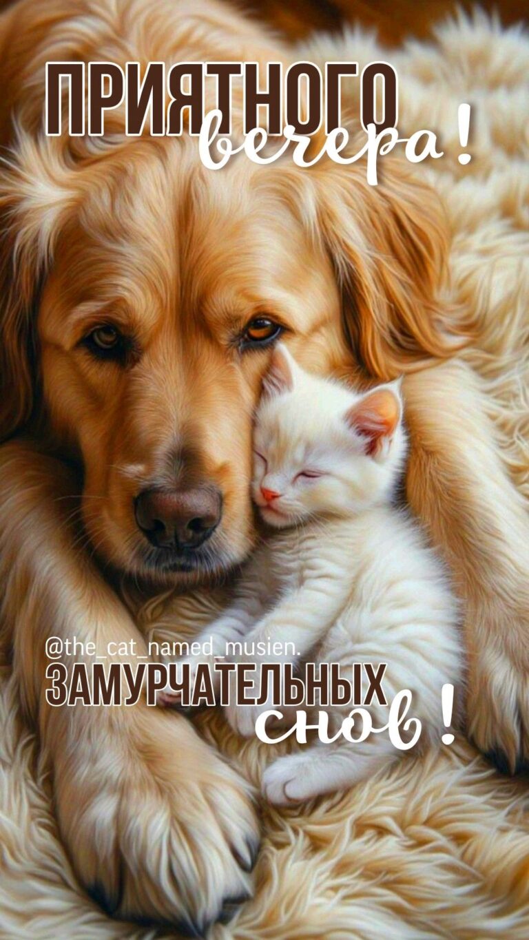 Приятного вечера. Спокойной ночи.