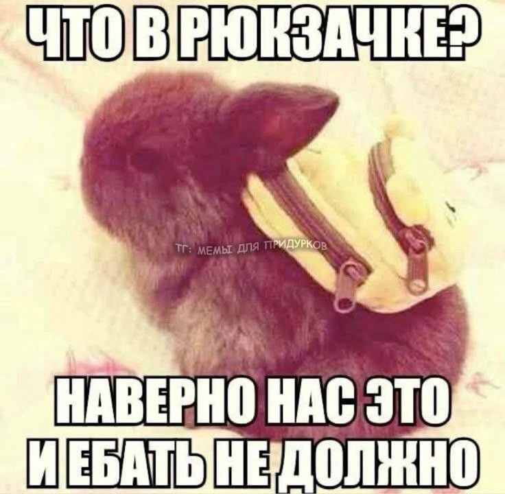 тг: мемы для придурков