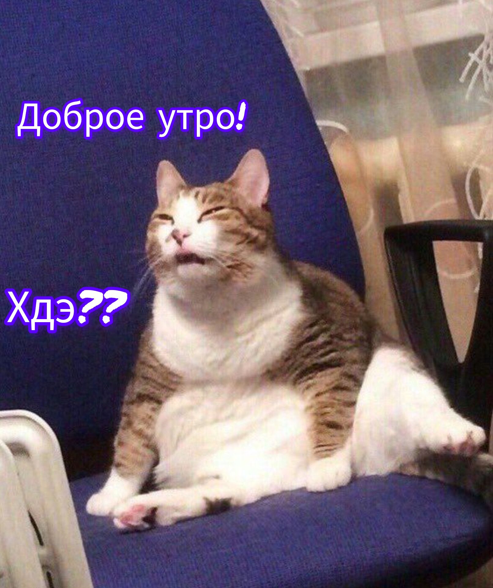 смешная картинка с котиком про утро