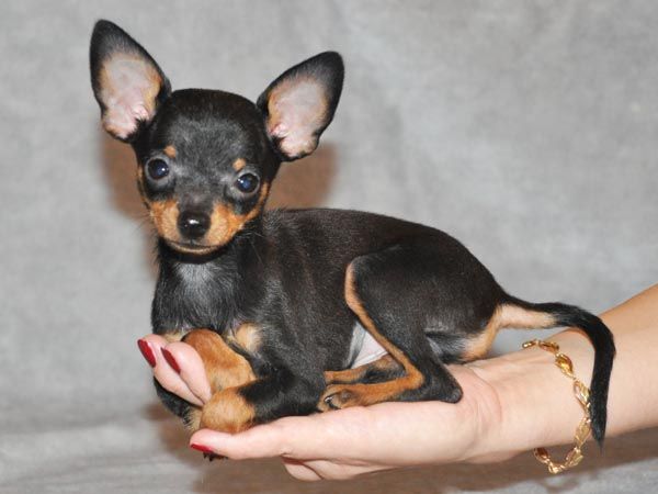 Породы собак для  знаков Зодиака