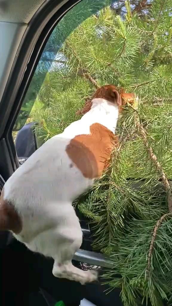 Готовь ёлку летом 💙