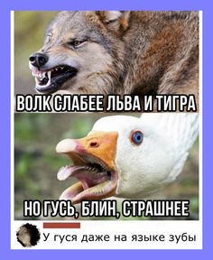 Веселые истории о животных № 264 – Ветер Вольный — КОНТ