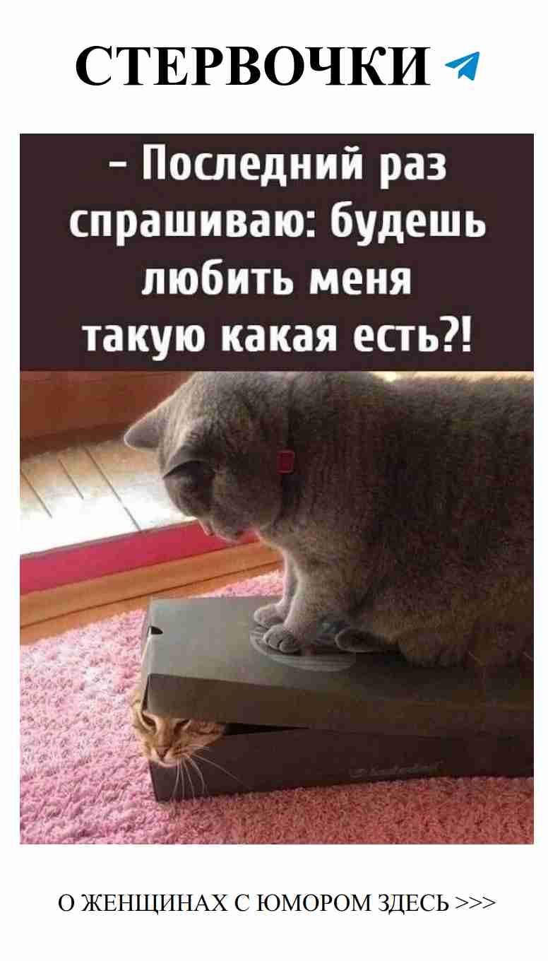 Как насчет кота, который всегда находит тебя в хорошем настроении