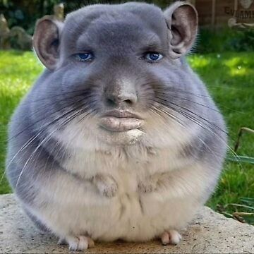 Chinchilla with face meme Sticker