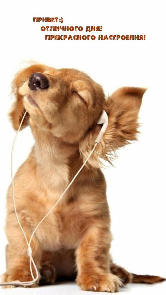 Офигенные картинки “Хорошего дня и отличного настроения!” (518 шт.)