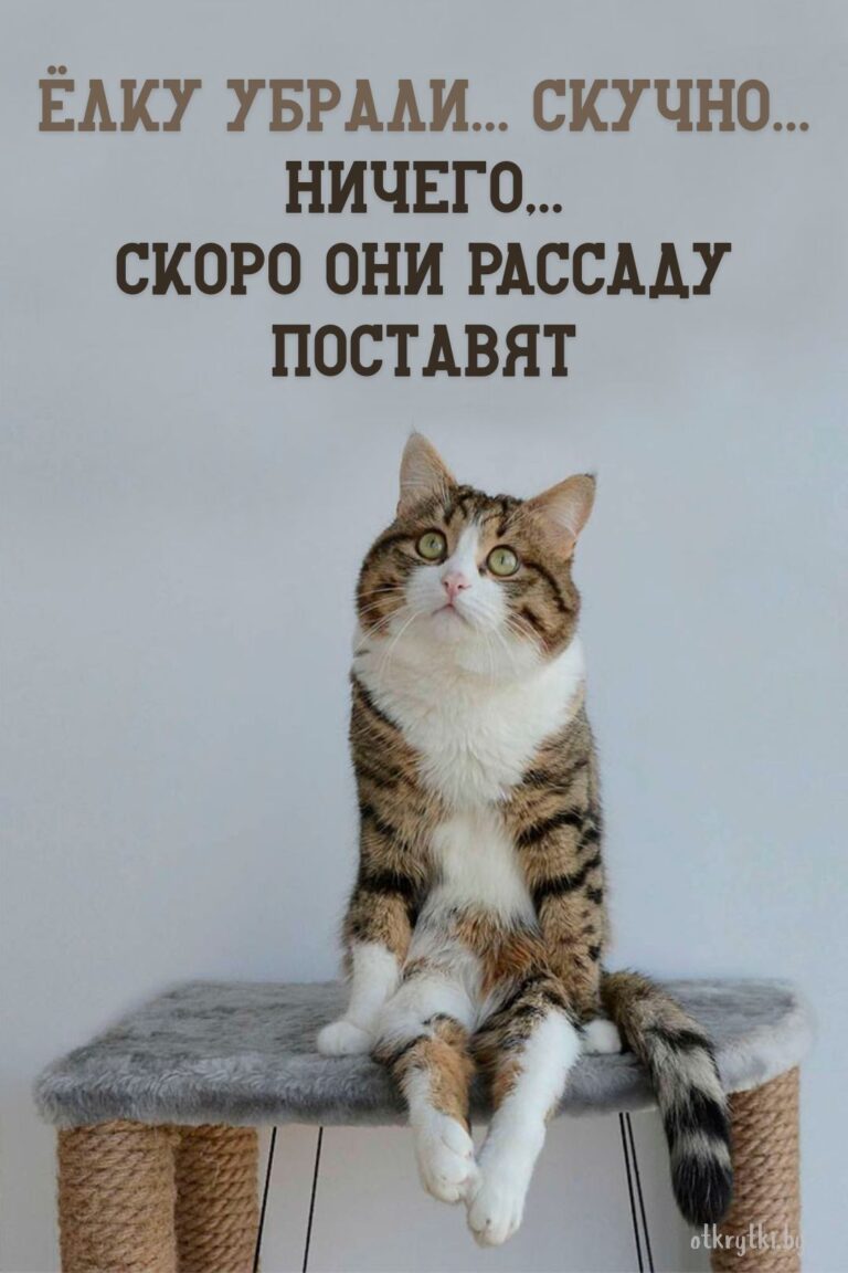 ВЕСЁЛЫЕ картинки и смешные мемы на разные темы