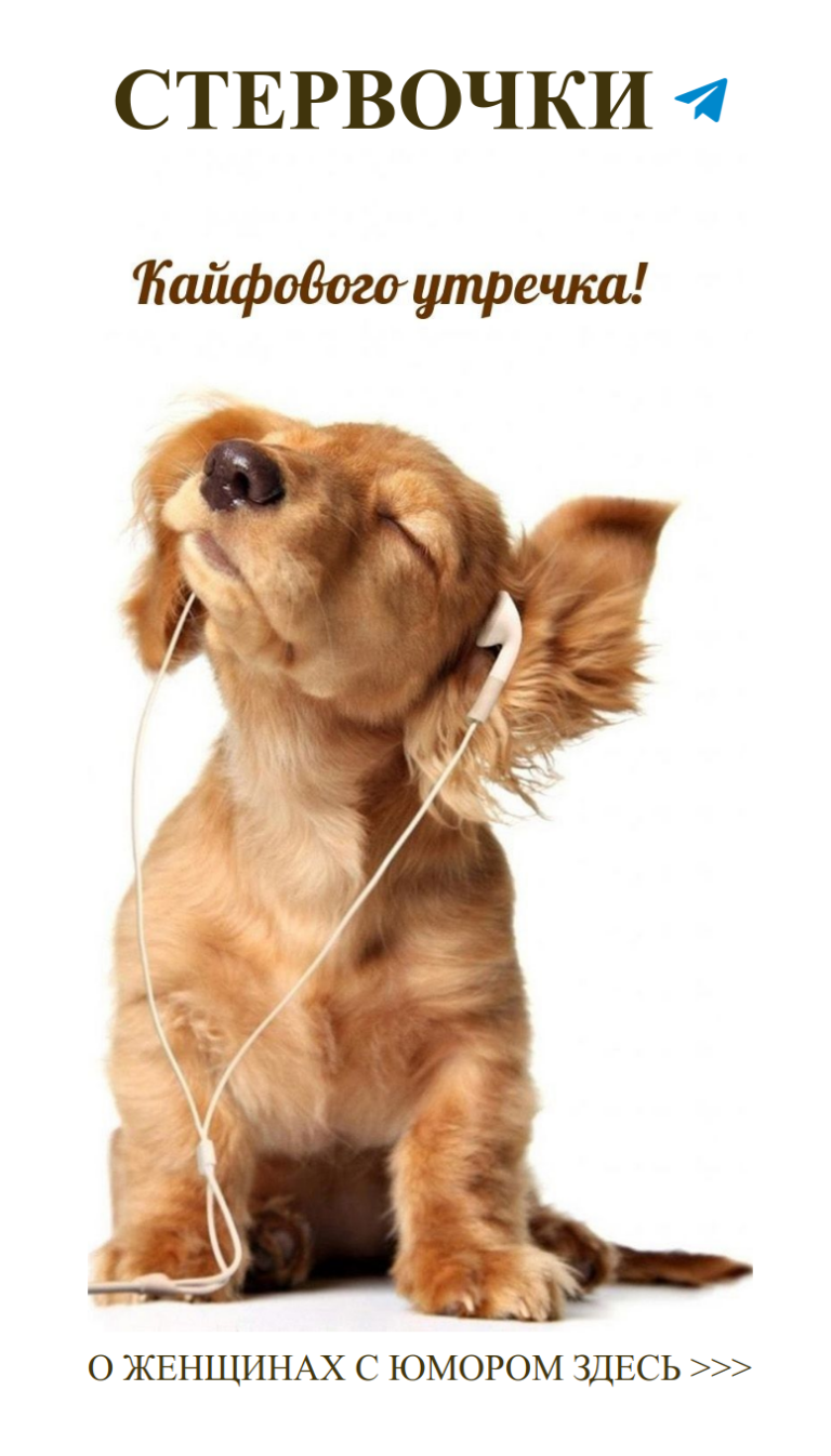 Смешные моменты о любви: маленькая собачка в наушниках