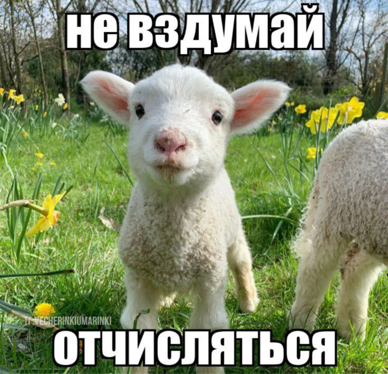 тг:vecherinkiumarinki