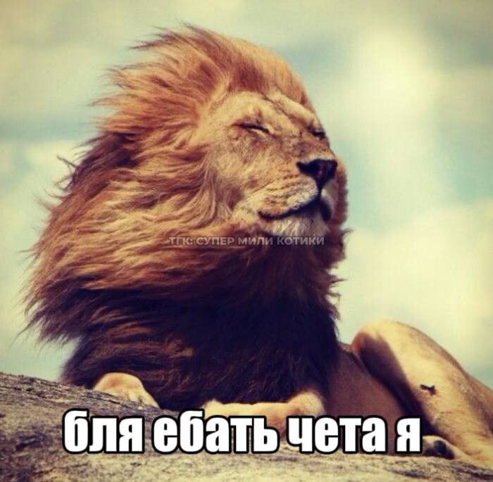 тгк: супер мили котики