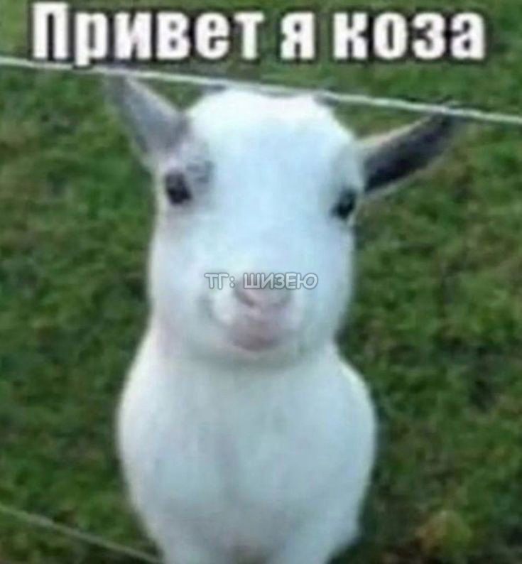 ❗ ТГ: ШИЗЕЮ