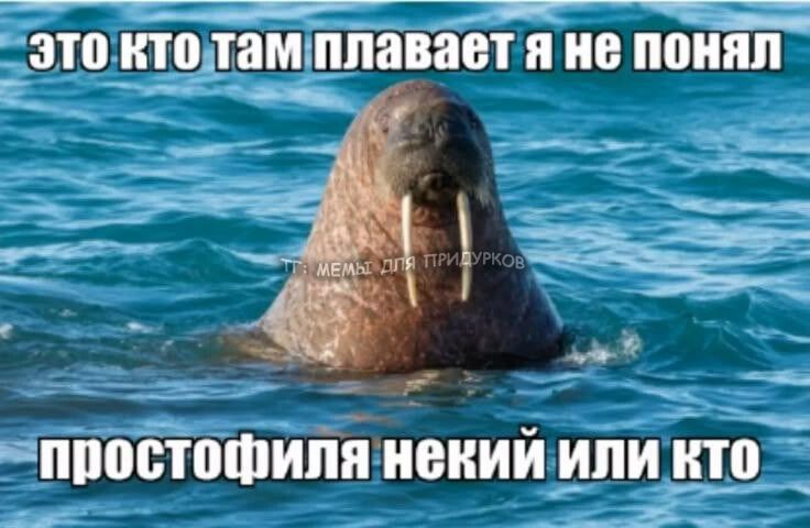 тг: мемы для придурков