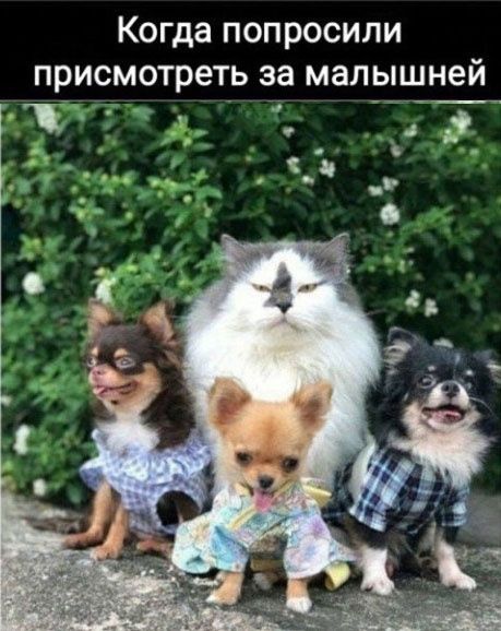 юмор, смешные картинки