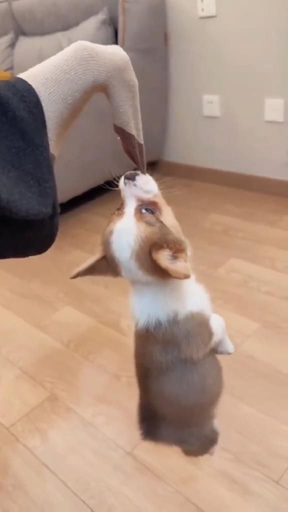 10 Reasons Why Dogs Are the Best Pets Ever