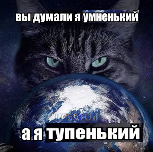 умненький котик