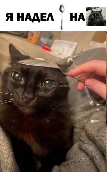 тгк: супер мили котики