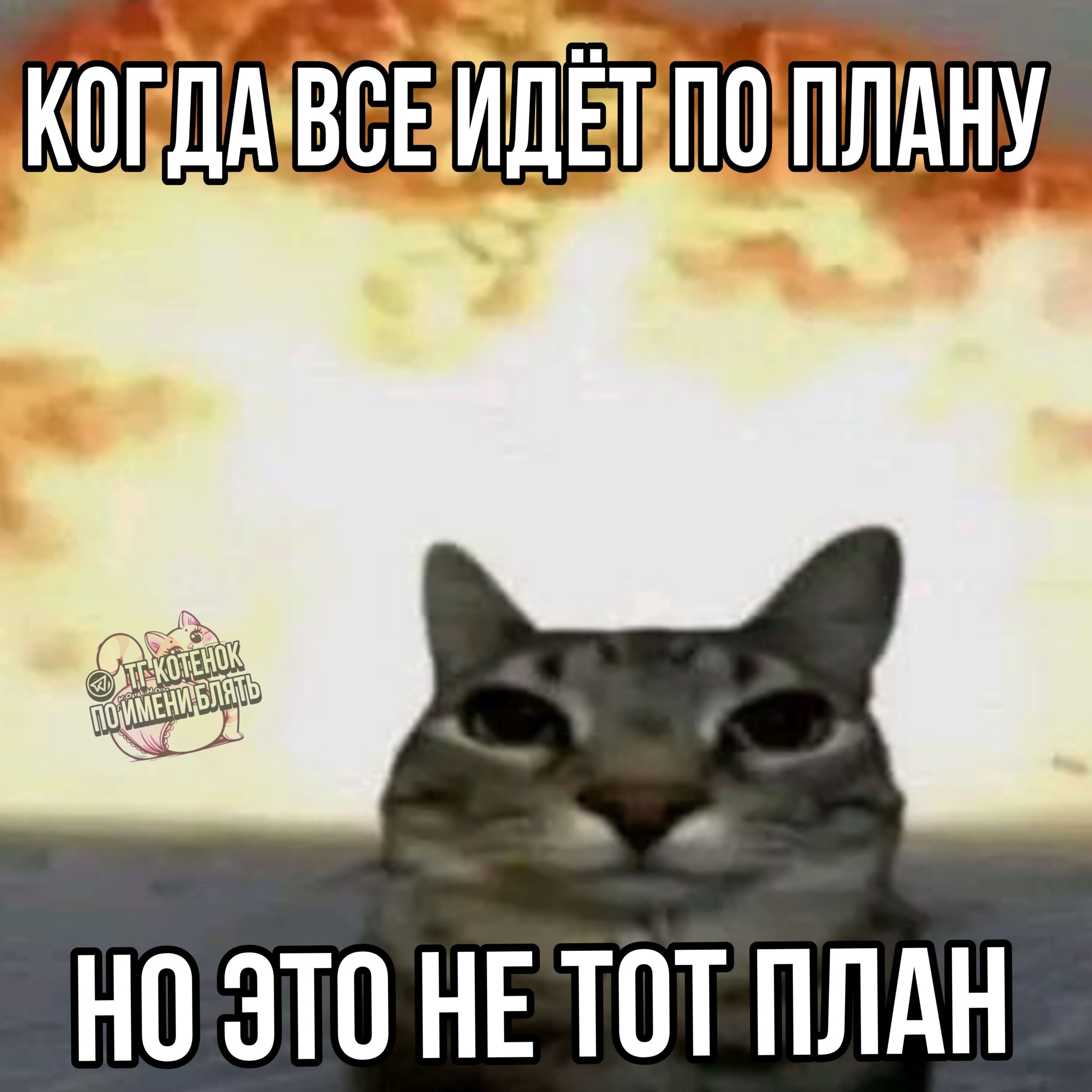 тот самый котенок