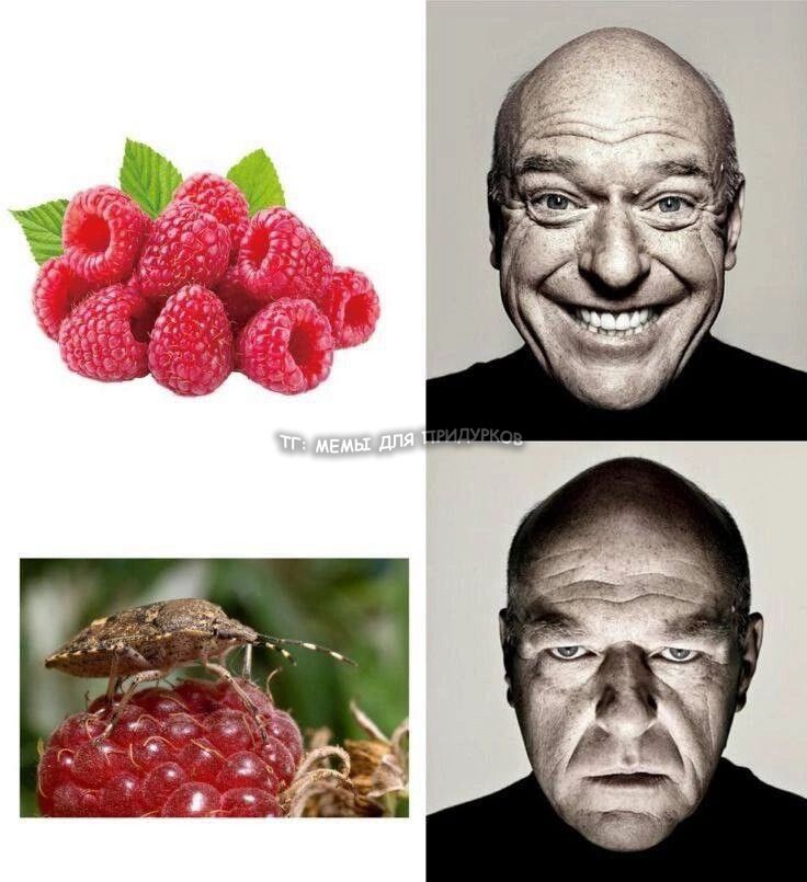 тг: мемы для придурков