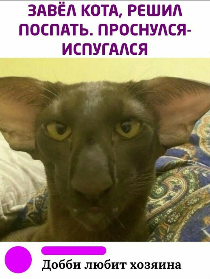 Добби любит хозяина