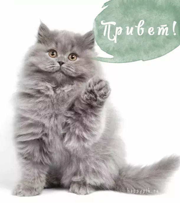 Красивые картинки Здравствуйте – скачать бесплатно