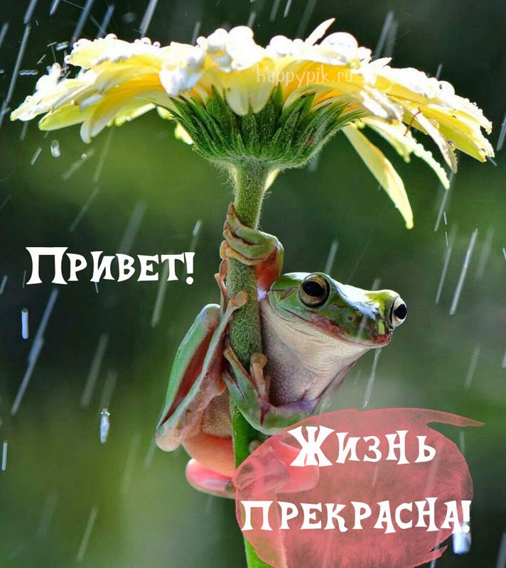 Картинки с надписью Привет – скачать бесплатно