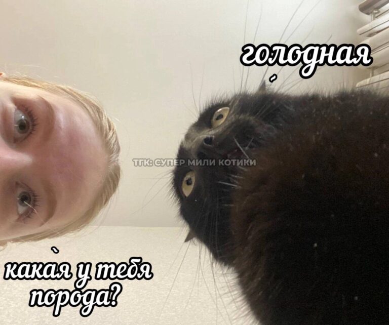 тгк: супер мили котики