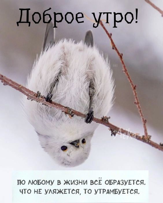 Доброе утро