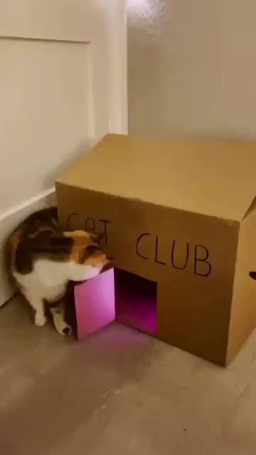 cat club 😹 #shorts