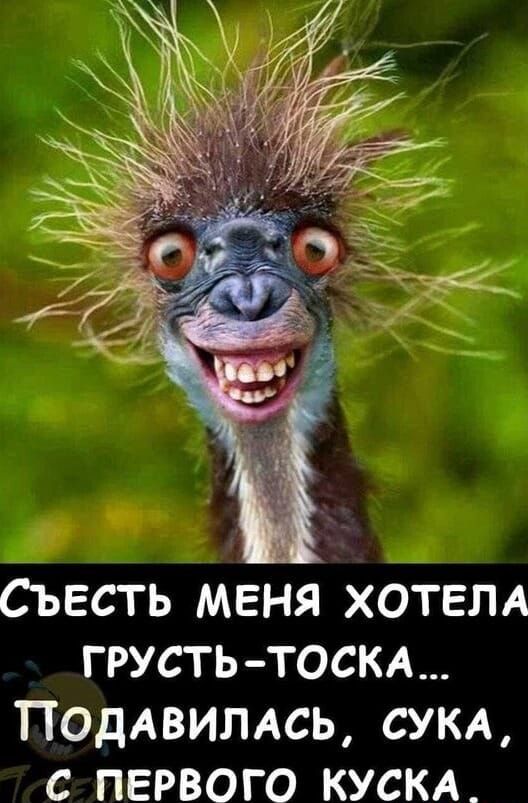 СЪЕСТЬ МЕНЯ ХОТЕЛА ГРУСТЬ-ТОСКА… ПОДАВИЛАСЬ, СУКА, ПЕРВОГО КУСКА_ – АйДаПрикол