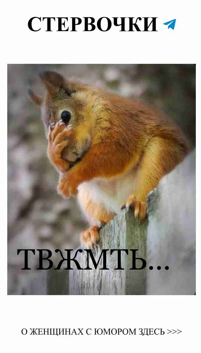 Смешные истории о любви и белках