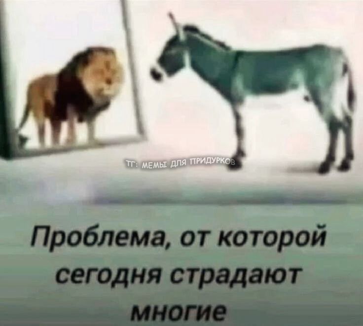 тг: мемы для придурков