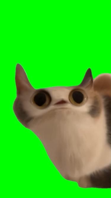 Green Screen Meowing Cat Meme