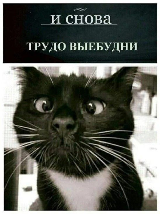 Кот когда нужно встревать в школу,😵