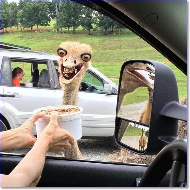 Самые прикольные и ржачные фото (110 изображений)