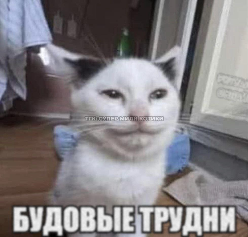 тгк: супер мили котики