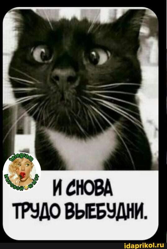 Мем-картинка bMEWr6JE9 от 2161SD: 16 комментариев – АйДаПрикол