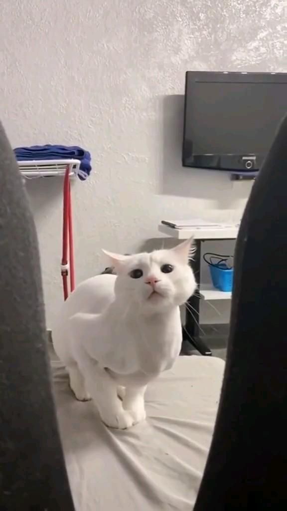 Подборка смешных котов #12, смешные животные, юмор, приколы