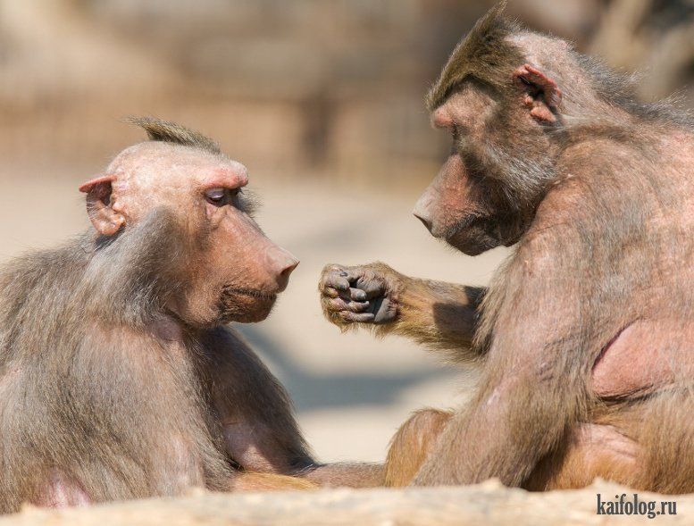 Прикольная животина (55 фото)